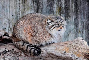 � ������ ��� ����� ������ ����� ����������